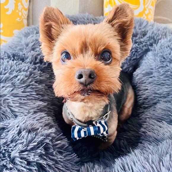 Meet your Posher, Sanaz + Spike the Yorkie! ❤️ - Picture 4 of 15